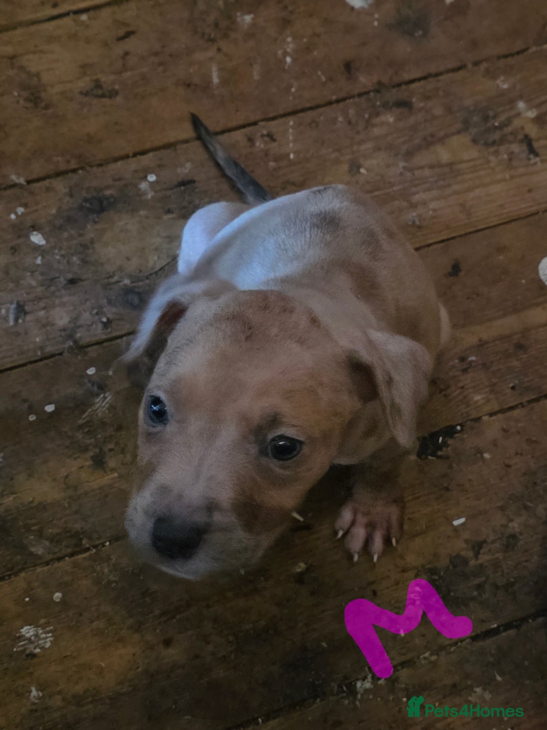 Mixed Breed dogs for sale: 3 female 9 week old puppies - Advert 6