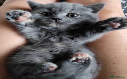 British Shorthair cats for sale: Champ lines gorgeous GCCF reg  girls (2 litters!) in London - Image 12