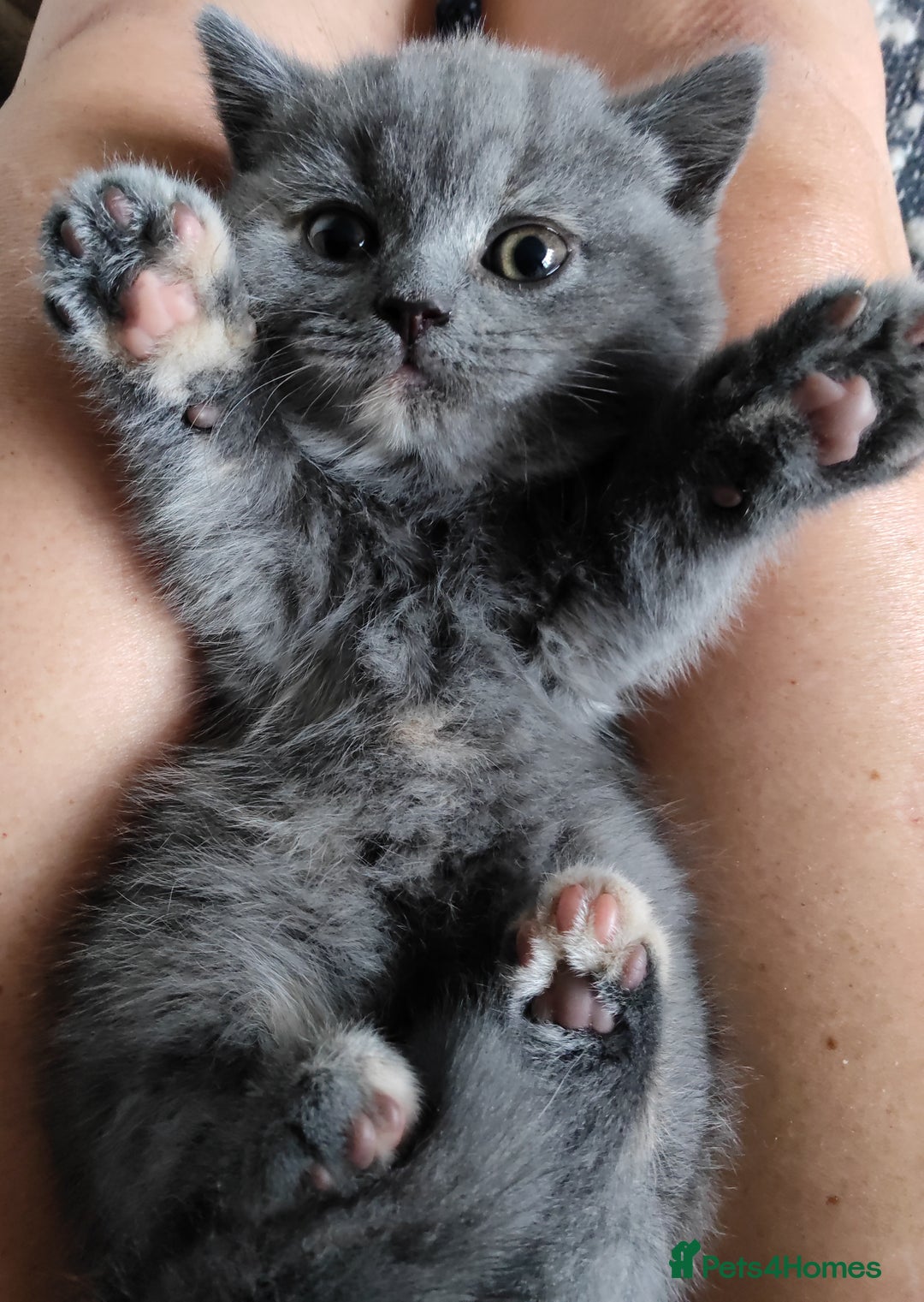 British Shorthair cats for sale: Champ lines gorgeous GCCF reg  girls (2 litters!) in London - Image 12