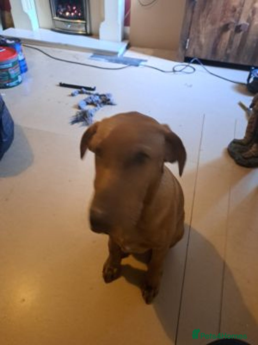 Labrador Retriever dogs for sale: charming labrador retriever boy - Advert 1