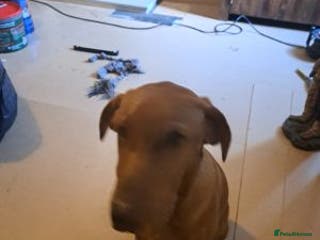 Labrador Retriever dogs charming labrador retriever boy - Advert 5