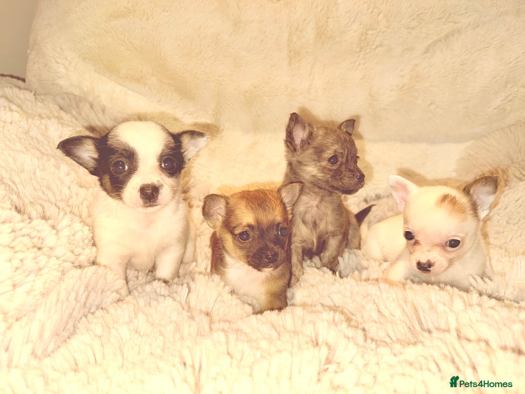 Chihuahua dogs for sale: Tiny Chihuahua girls  - Image 12