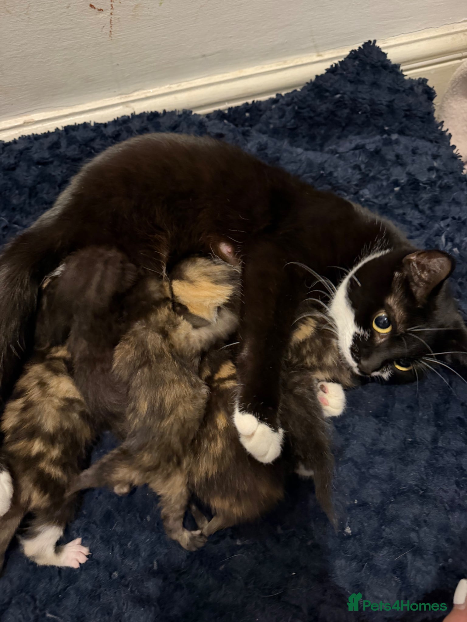Mixed Breed cats FOR SALE: calico and black white kittens  - Advert 2
