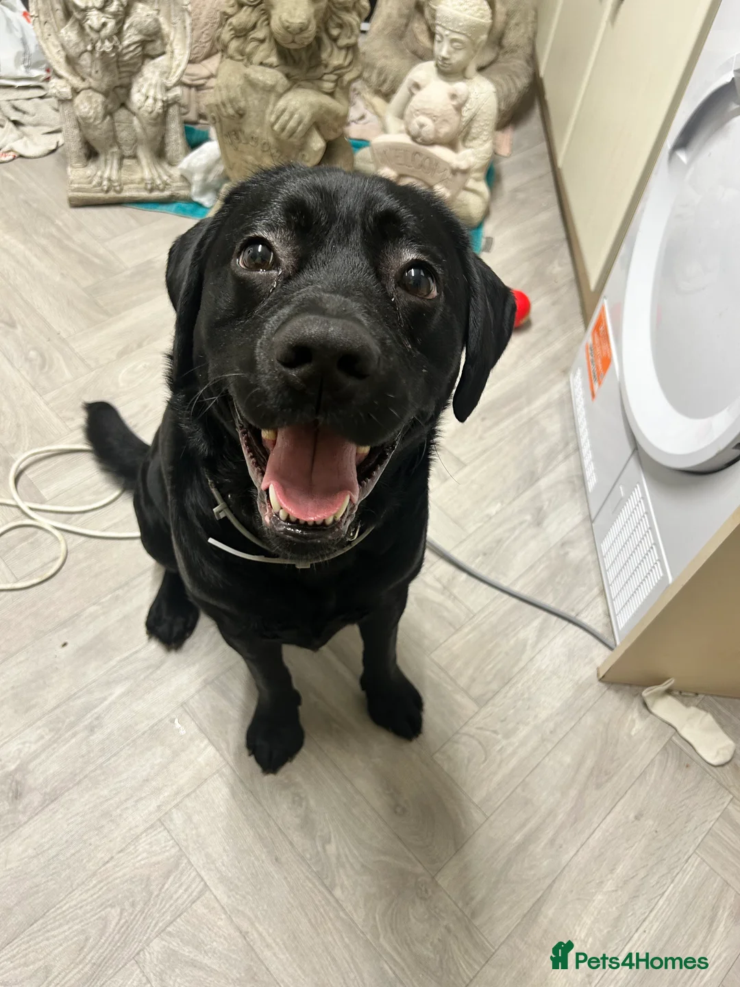 Labrador Retriever dogs for sale: Black lab - Advert 2