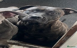 Presa Canario dogs for sale: Beautiful presa canario puppies!! - Advert 24