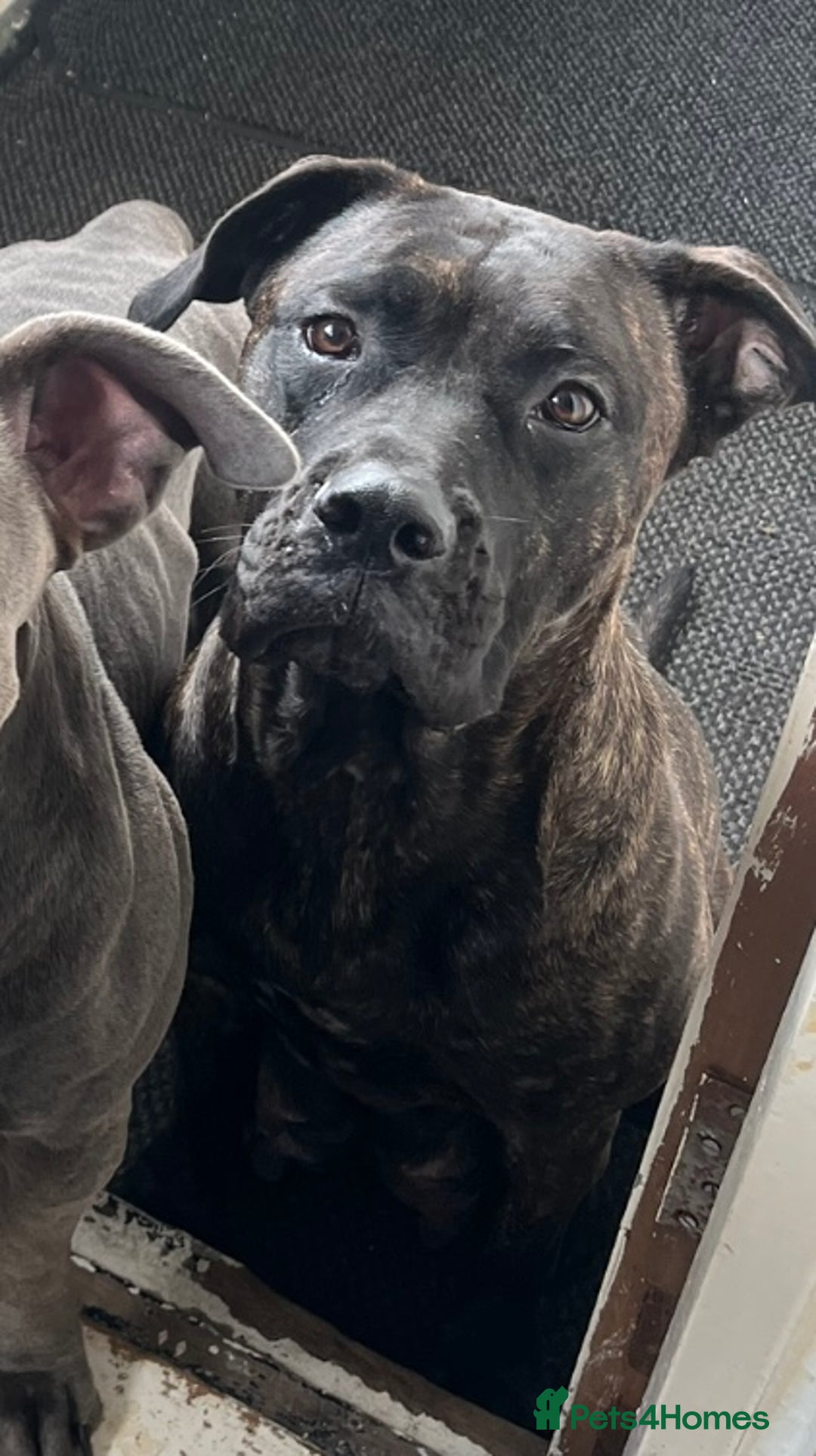 Presa Canario dogs for sale: Beautiful presa canario puppies!! - Advert 24