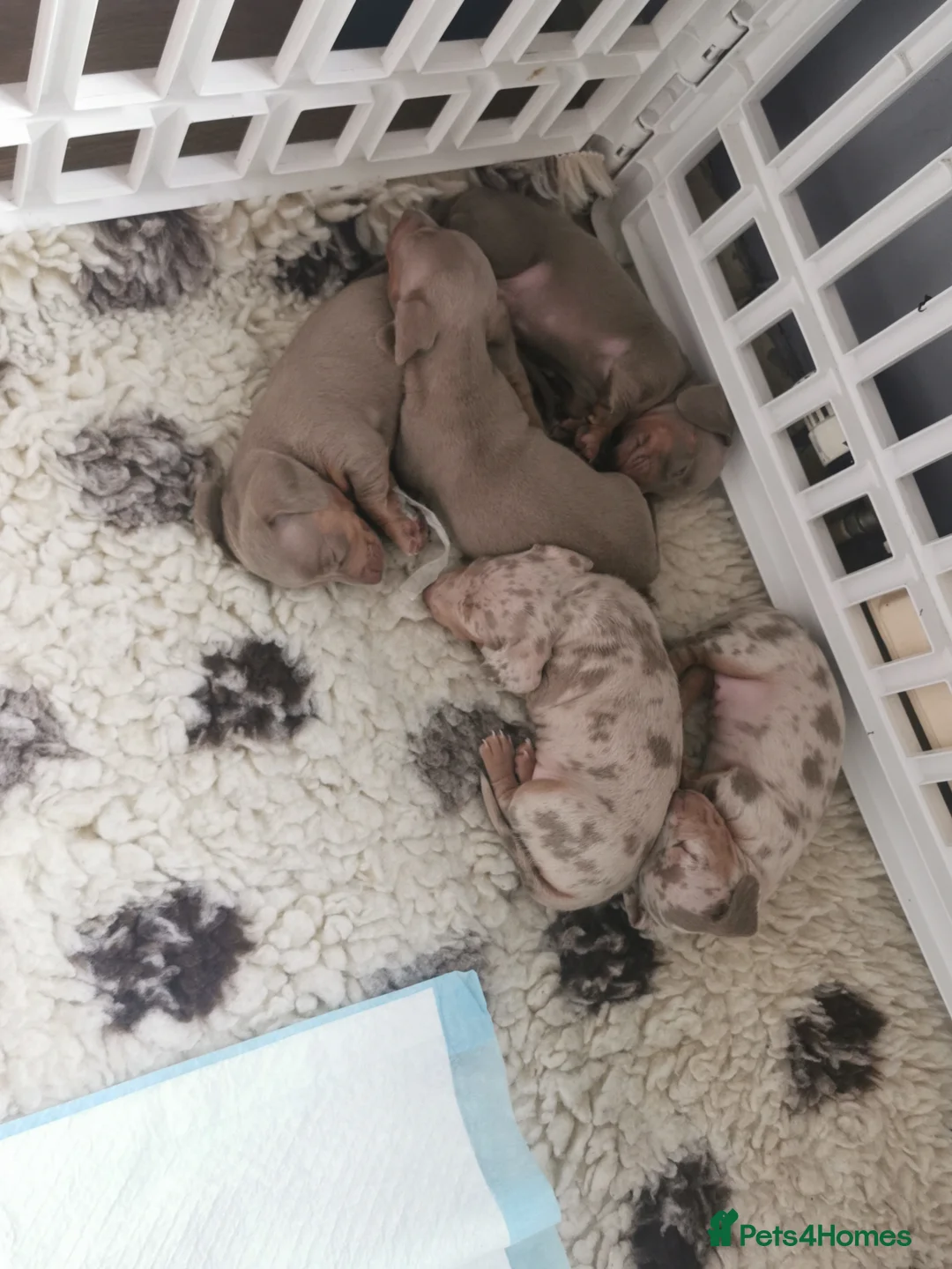 Miniature Dachshund dogs for sale: Miniature dachshunds kc registered  - Advert 12