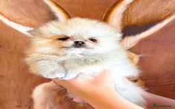 Pomeranian dogs for sale: Bridgerton KC Teddy Bear Faced Pomeranians - Image 5