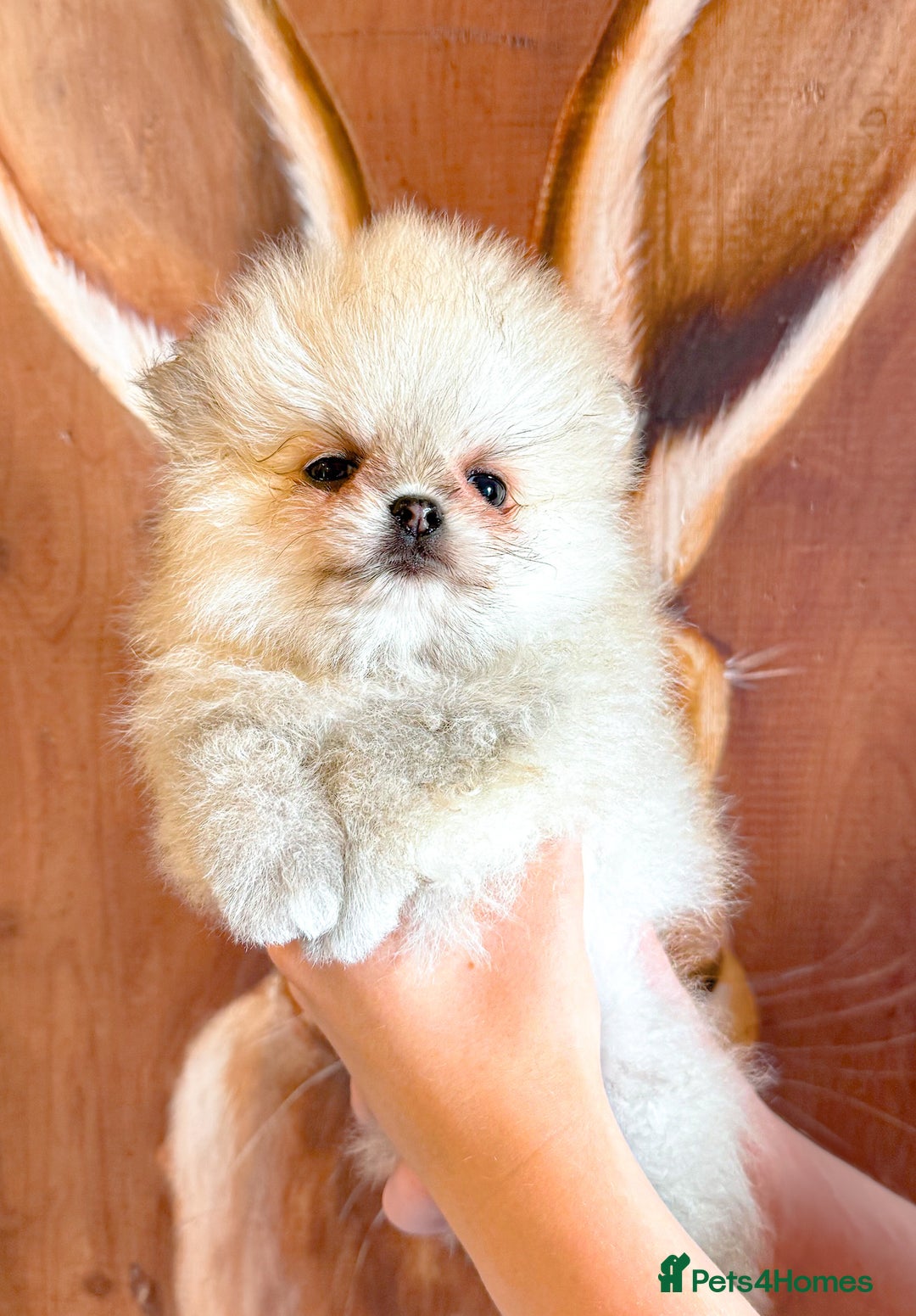 Pomeranian dogs for sale: Bridgerton KC Teddy Bear Faced Pomeranians - Image 5