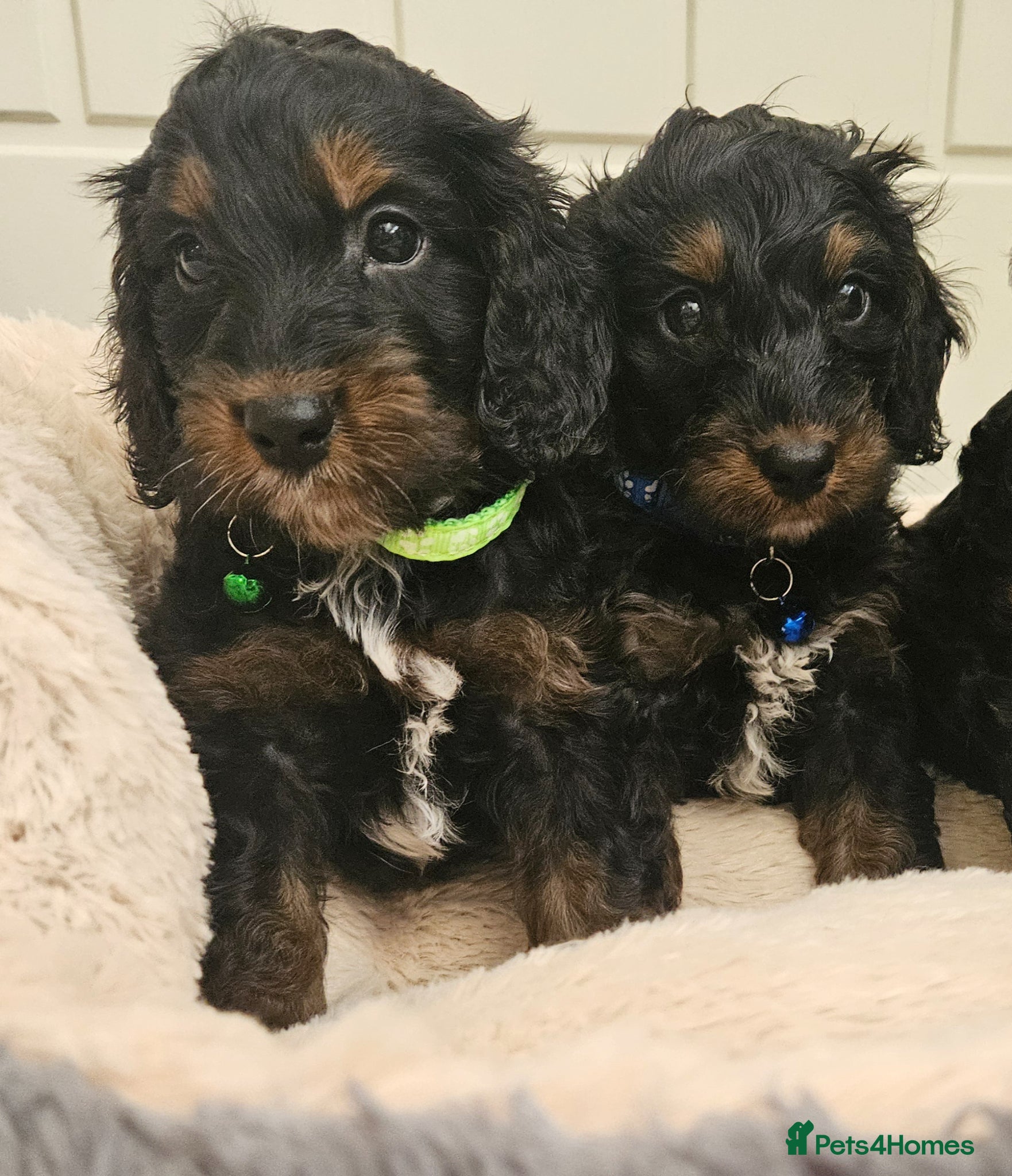Cockapoo dogs licensed breeder, ready for their forever homes!  - Advert 1