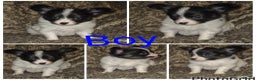 Papillon dogs for sale: Papillon puppies  - Advert 13