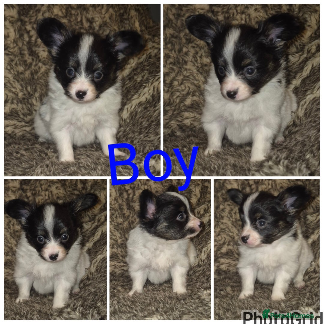 Papillon dogs for sale: Papillon puppies  - Advert 13