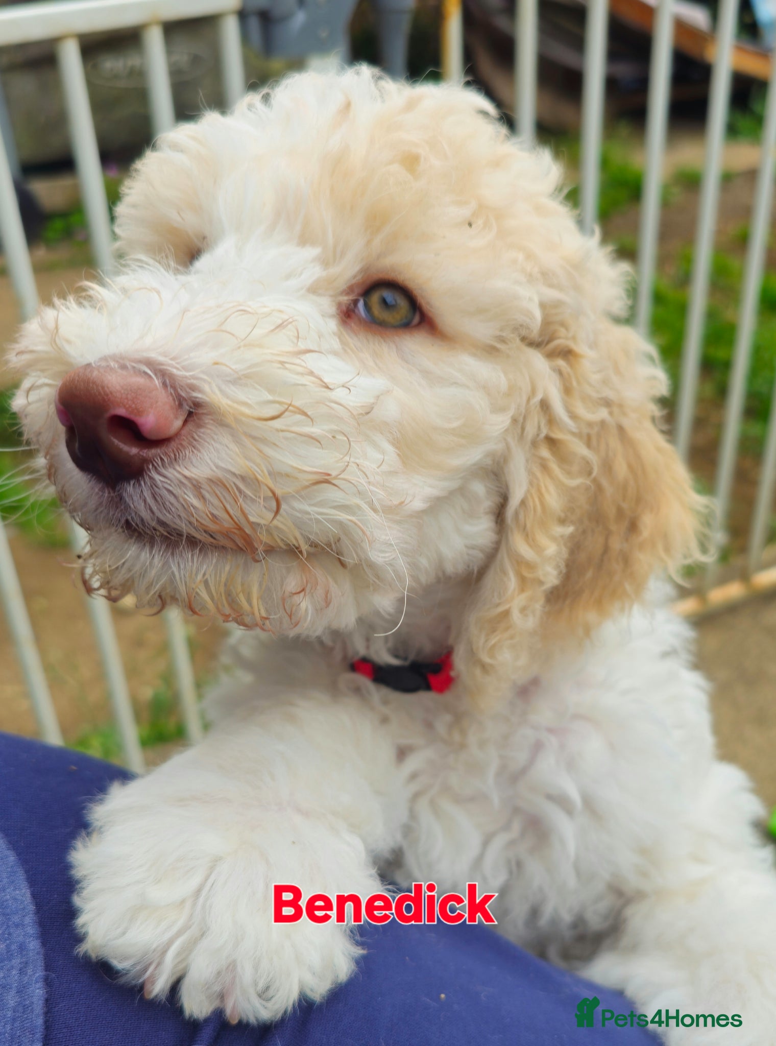 Labradoodle dogs Stunning standard multi-generational labradoodles  - Advert 1