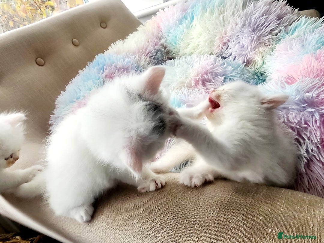 Siberian cats for sale: Siberian kittens are looking for a forever home🌹 - Image 7