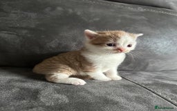 British Shorthair cats for sale: Kittens British shorthair mixed  - Image 23