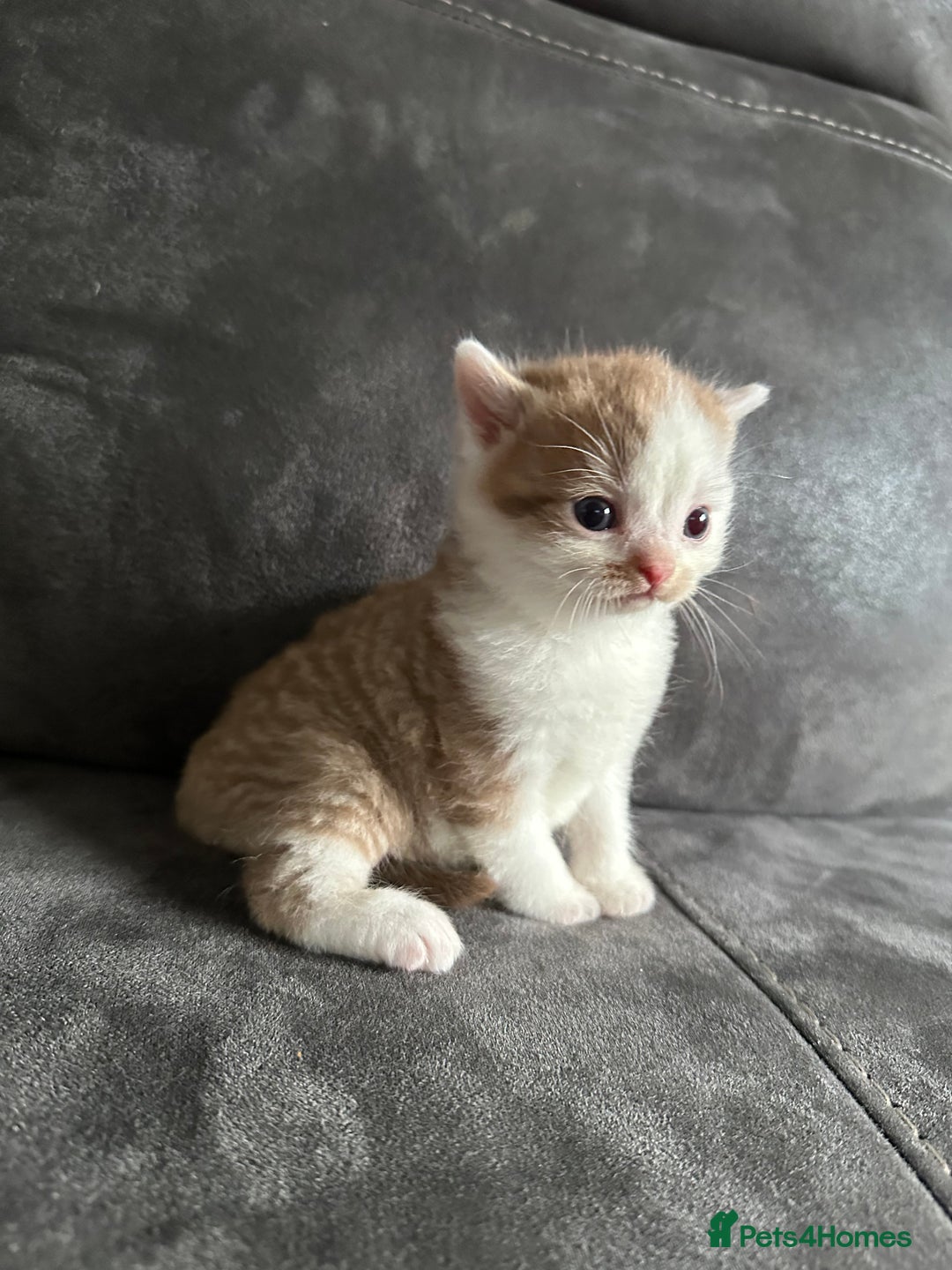 British Shorthair cats for sale: Kittens British shorthair mixed  - Image 23