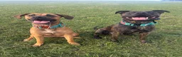 Mixed Breed dogs for sale: Forever home wanted  - Advert 4