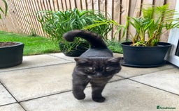 British Shorthair cats for sale: British Shorthair for free !  - Image 2