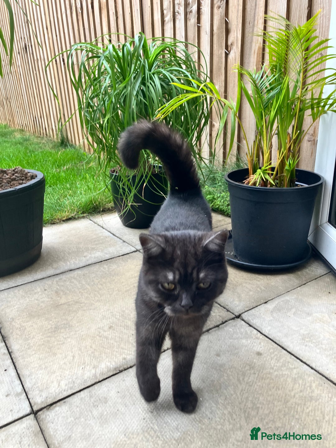 British Shorthair cats for sale: British Shorthair for free !  - Image 2