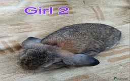 Mini Lop rabbits for sale: Three Beautiful Mini Lop Bunnies Left - Image 8