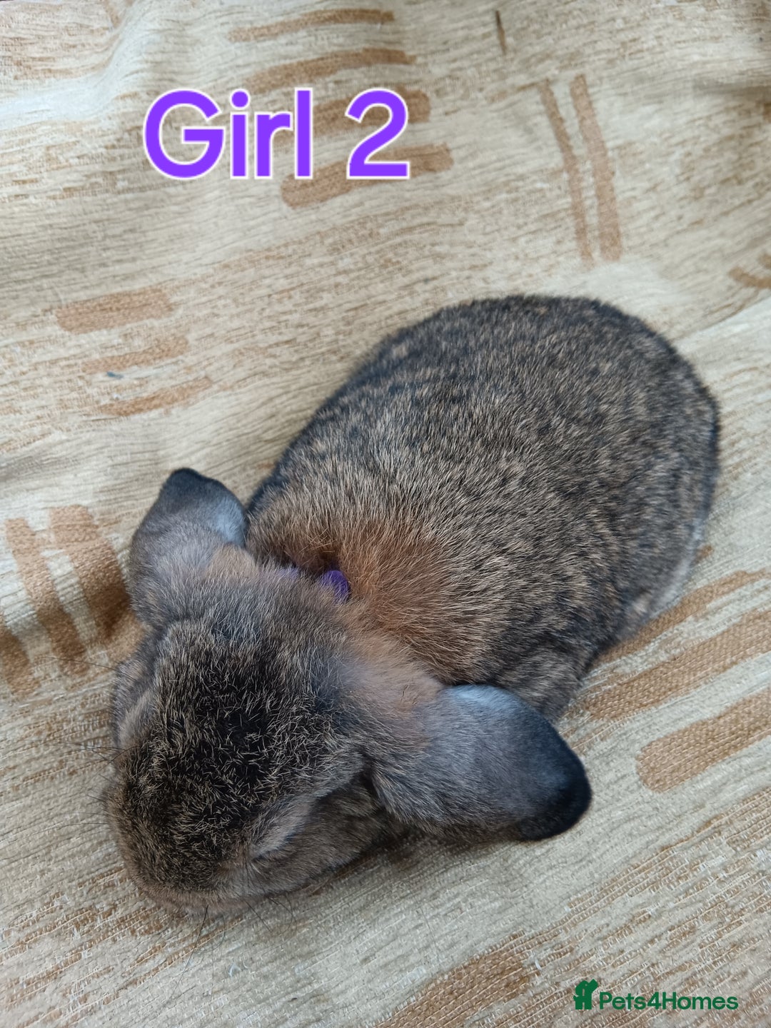 Mini Lop rabbits for sale: Three Beautiful Mini Lop Bunnies Left - Image 8