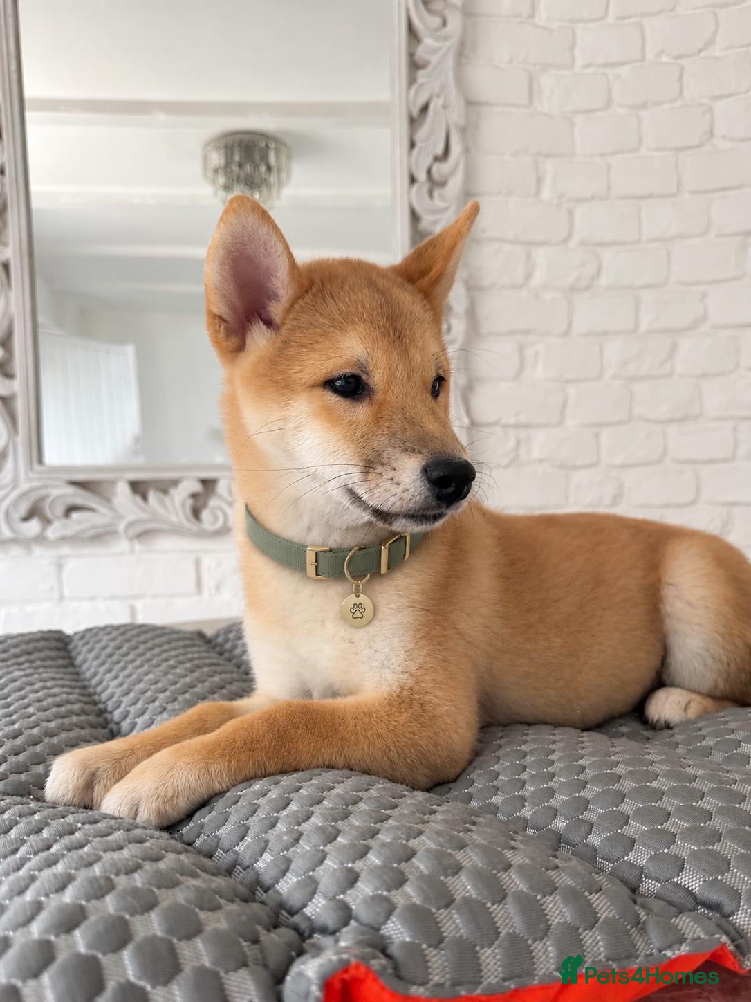 Japanese Shiba Inu dogs Japanese Shiba Inu Puppies - Advert 5