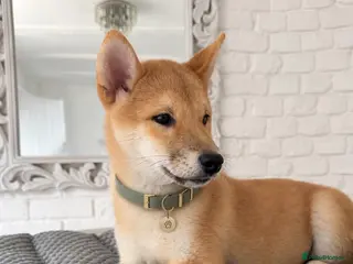Japanese Shiba Inu dogs Japanese Shiba Inu Puppies - Advert 9
