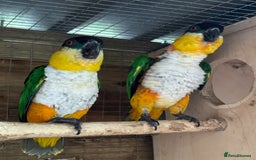 Parrots birds for sale: Proven Pair of Caiques - Image 4