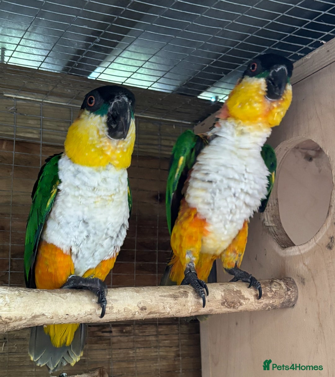 Parrots birds for sale: Proven Pair of Caiques - Image 4