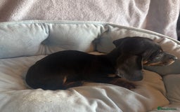 Miniature Dachshund dogs for sale: Miniature dachshund puppy’s  - Image 3