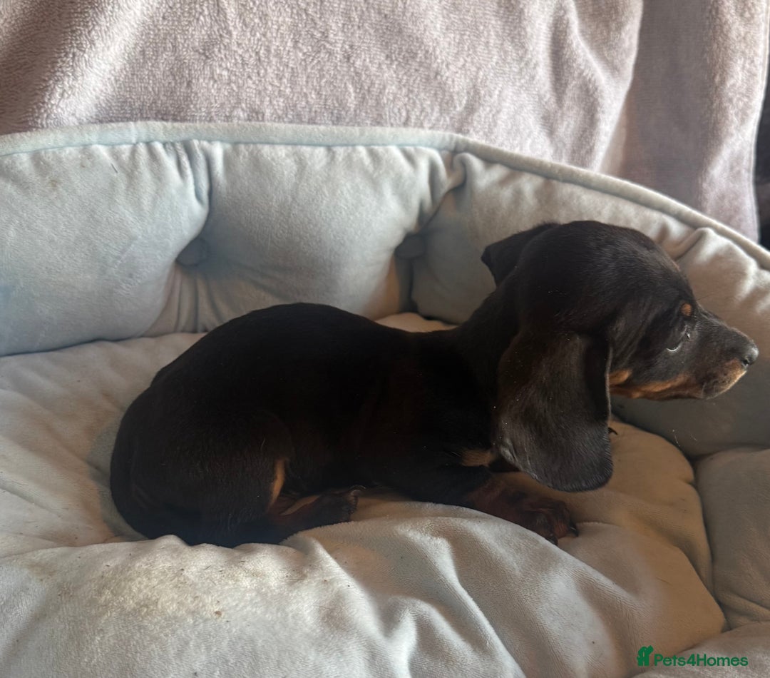 Miniature Dachshund dogs for sale: Miniature dachshund puppy’s  - Image 3