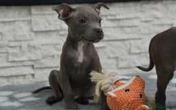 Staffordshire Bull Terrier dogs for sale:  Staffy Puppies 🐶  - Image 6