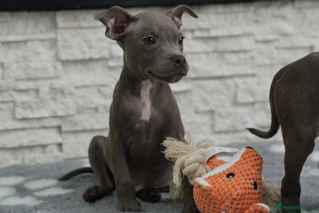 Staffordshire Bull Terrier dogs for sale:  Staffy Puppies 🐶  - Image 6
