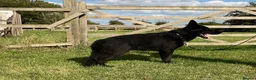 German Shepherd dogs for sale: Retiring 3 bitches & 1 male - Advert 7