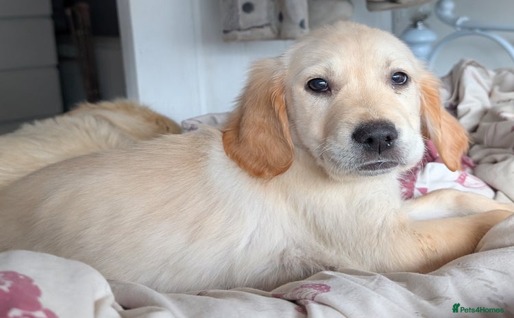 Golden Retriever dogs - Advert 4