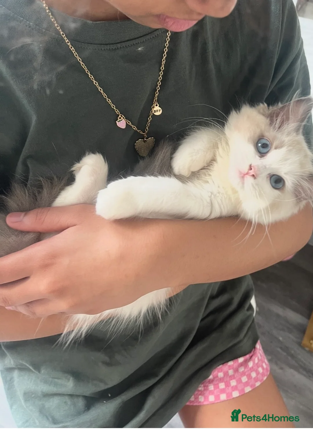 Ragdoll cats for sale: Tica registeredChampion breed Ragdoll kittens - Advert 8
