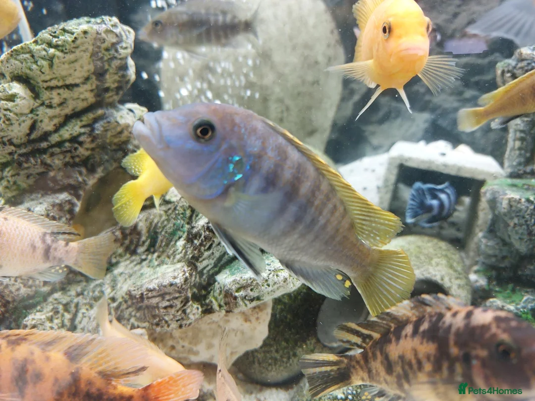 Cichlids fish for sale: African cichlids  - Advert 2