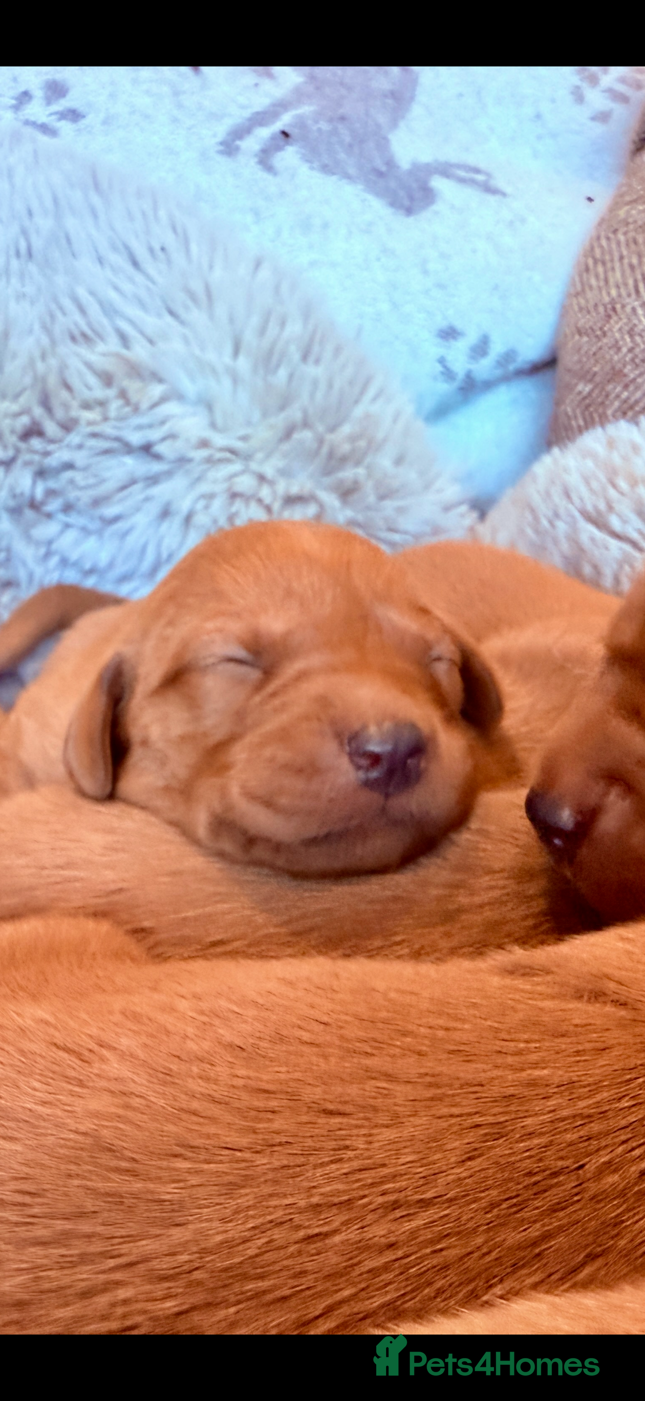 Labrador Retriever dogs EXCEPTIONAL KC Reg Fox Red with FTCH Lineage - Advert 1