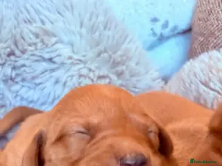 Labrador Retriever dogs EXCEPTIONAL KC Reg Fox Red with FTCH Lineage - Advert 15