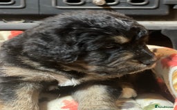 Bernedoodle dogs for sale: Beautiful Bernedoodle babies  - Advert 6