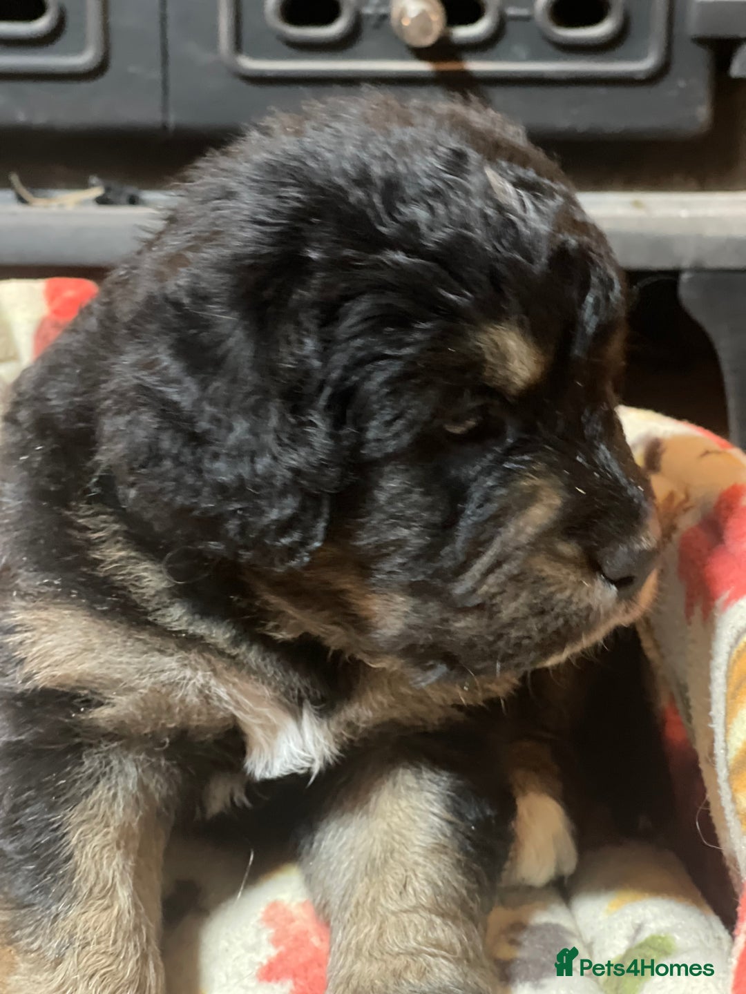 Bernedoodle dogs for sale: Beautiful Bernedoodle babies  - Advert 6