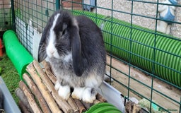 Mini Lop rabbits for sale: Beautiful Mini Lops - READY TO LEAVE  - Image 23