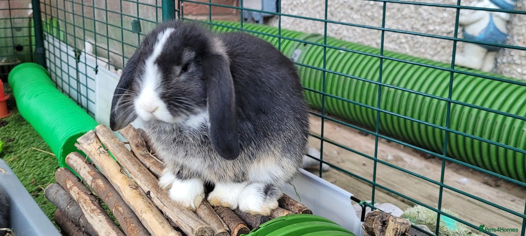 Mini Lop rabbits for sale: Beautiful Mini Lops - READY TO LEAVE  - Image 23
