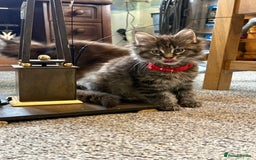 Maine Coon cats for sale: 🐾🐈‍⬛10 week old Maine coon kittens🐈‍⬛🐾 - Image 4