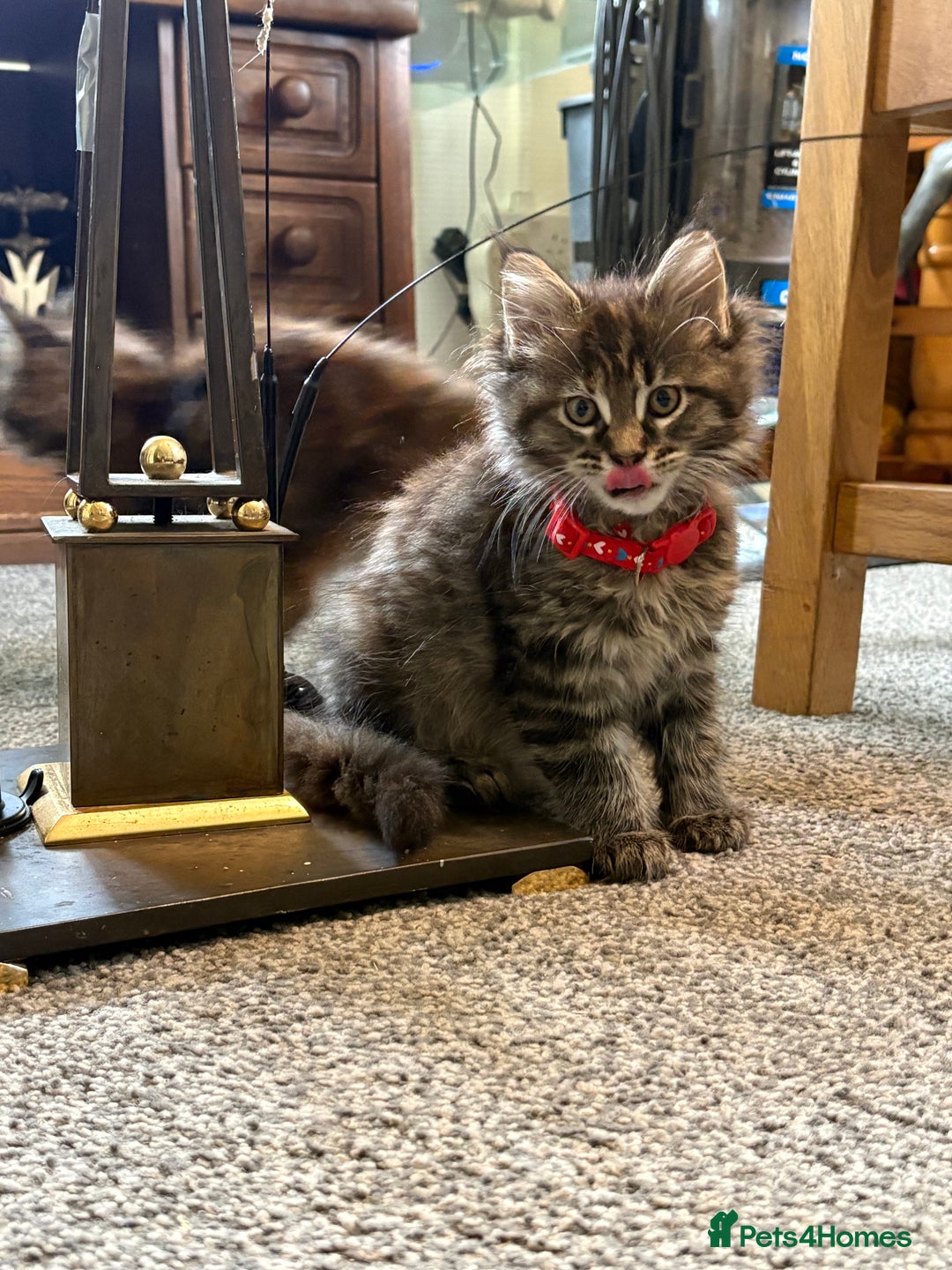 Maine Coon cats for sale: 🐾🐈‍⬛10 week old Maine coon kittens🐈‍⬛🐾 - Image 4