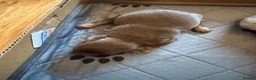 Chiweenie dogs for sale: Chiweenie pups - Advert 8