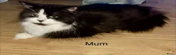 Persian cats for sale: 3 Stunning Kittens  - Advert 18