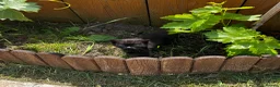 Mixed Breed cats for sale: Mixed breed Blue BSH in Colchester - Advert 7