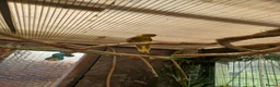 Mixed Breed birds for sale: Derbyian reducing my flock in birds photos availab in Rowley Regis - Advert 5