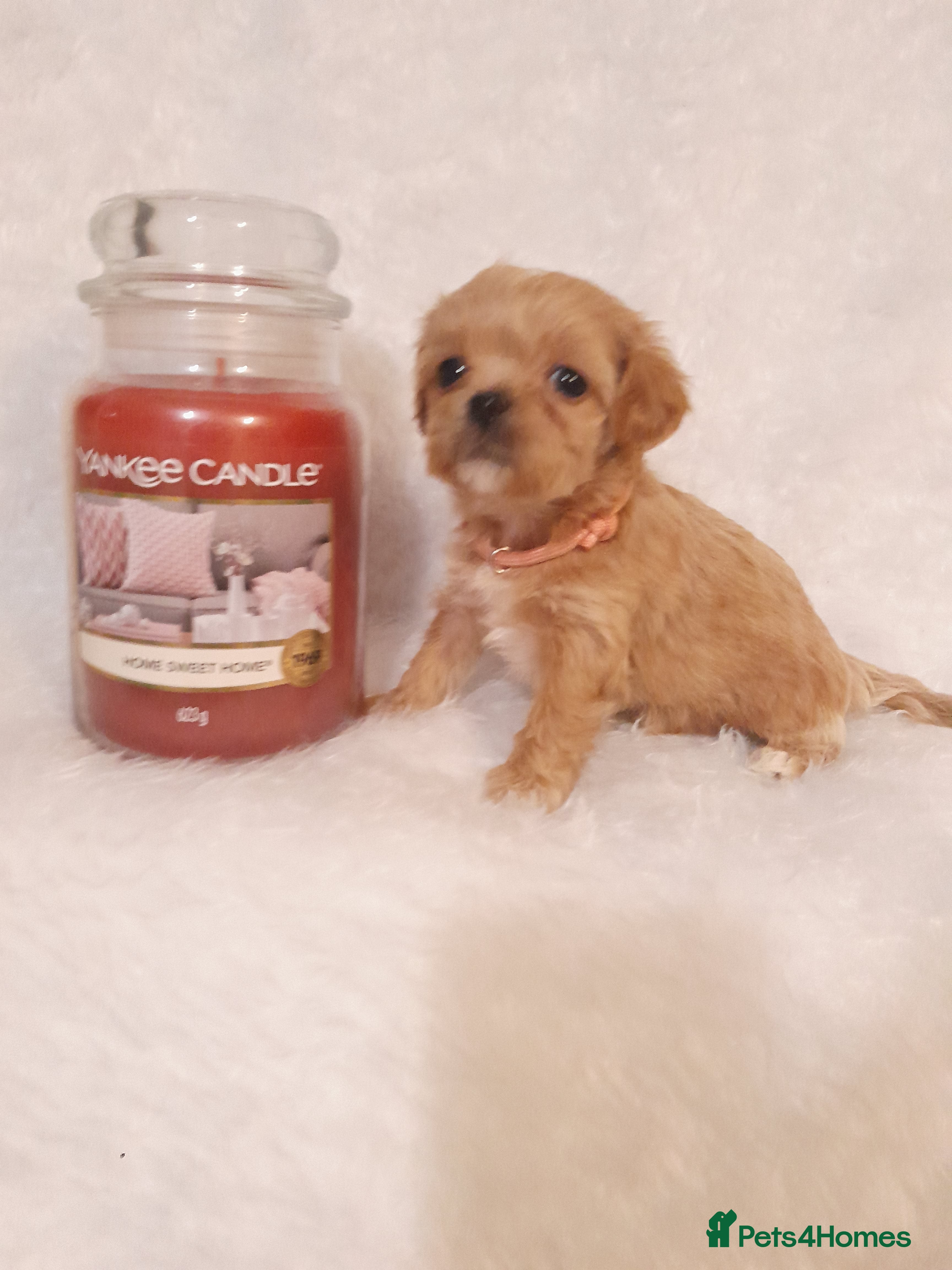 Maltipoo dogs for sale: Extensively DNA clear ASIAN maltipoo - Advert 2